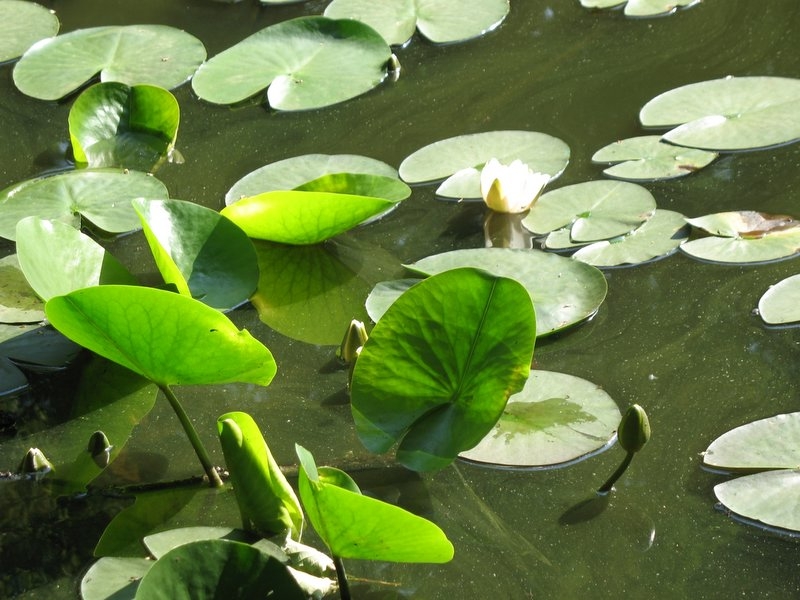 Nénuphars