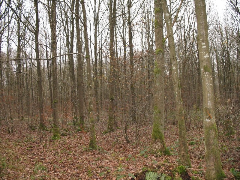 2006 Sylviculture 02