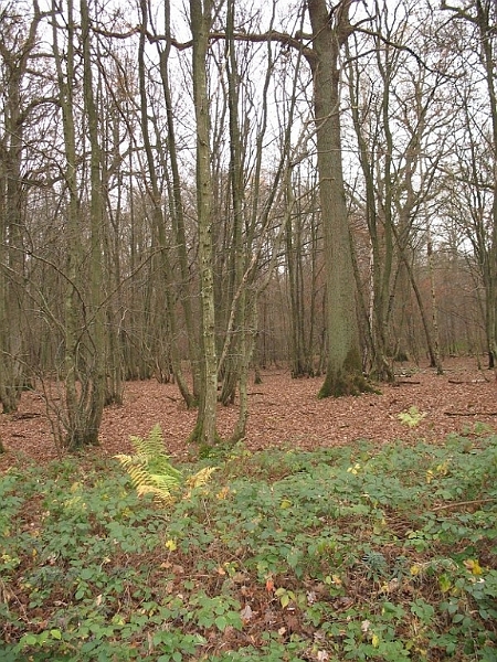 2006 Sylviculture 06