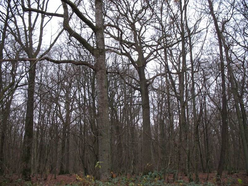 2006 Sylviculture 10