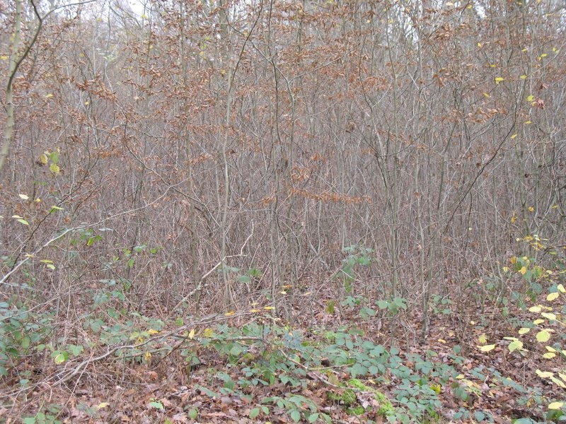 2006 Sylviculture 11