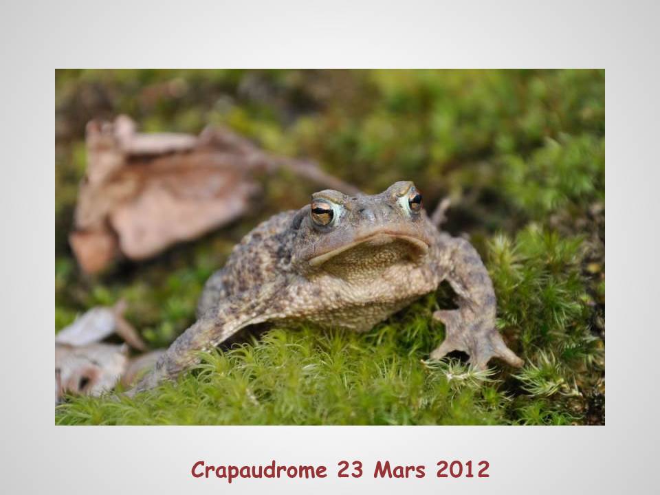 2012 CRAPAUDROME STEFF
