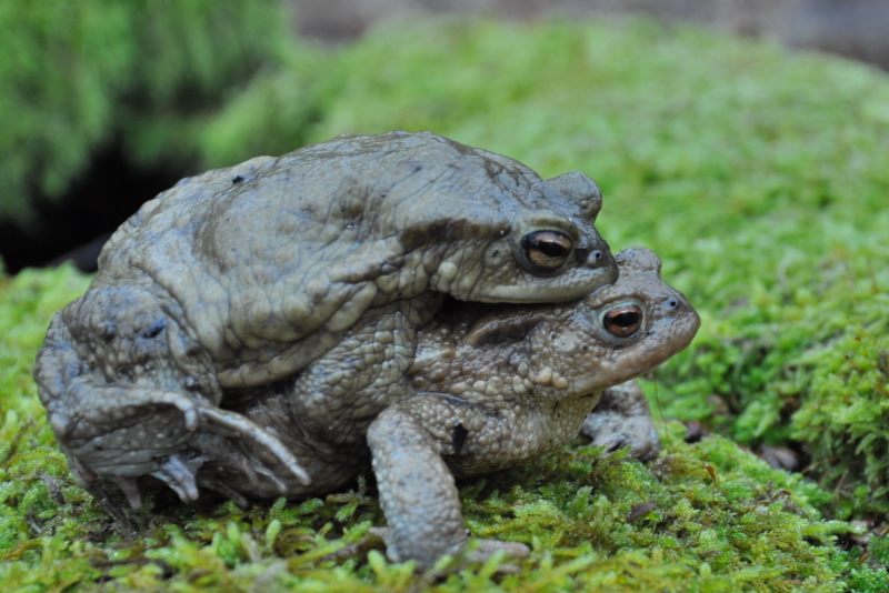 2013 03 07 CRAPAUDROME STEFF