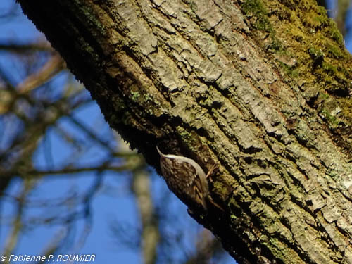 2015-02-22-Ornitho au bois des Plainvaux
